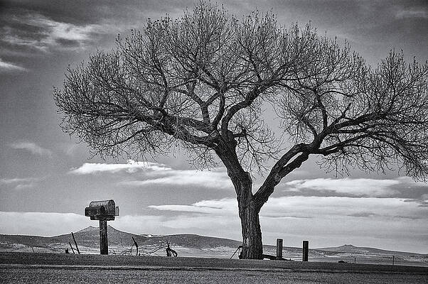 Solitary Tree and Mailbox Landscape Photograph
