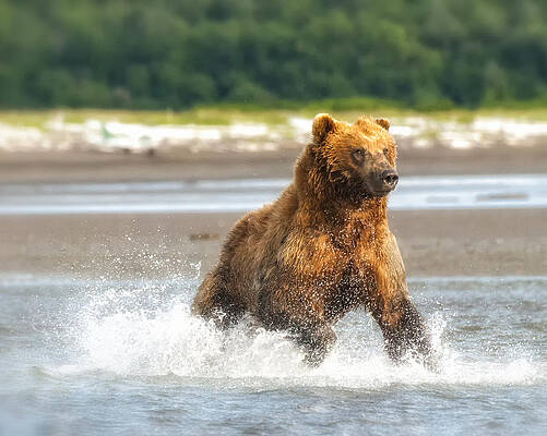Bear Wall Art featuring the photograph On The Run by Ghostwinds Photography
