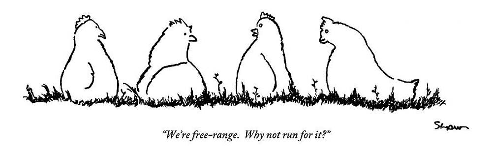 Free-Range Chickens Discussing Escape Wall Art