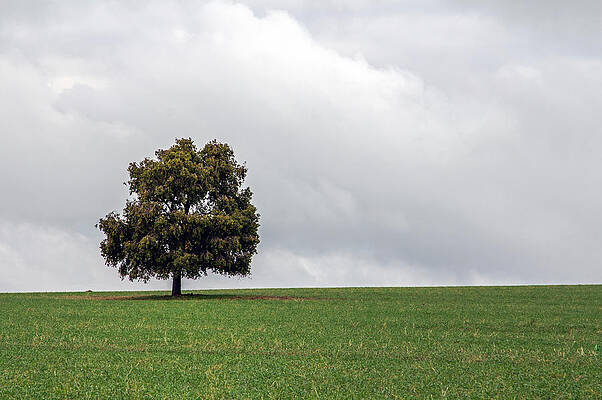 Country Wall Art featuring the photograph One by Nicholas Blackwell