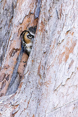 Bird Wall Art featuring the photograph One Sided by Ghostwinds Photography