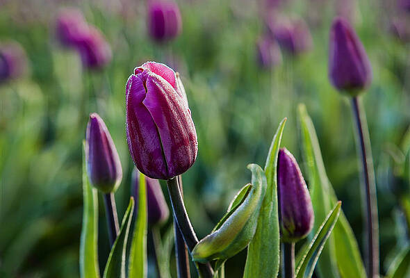 Natural Photograph - One Tulip Among Many by Mary Jo Allen