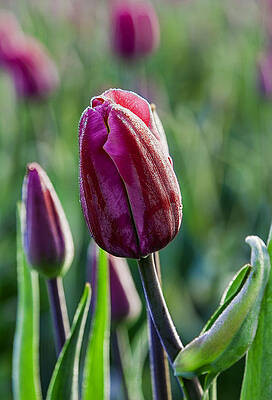 Natural Photograph - One Tulip At A Time by Mary Jo Allen