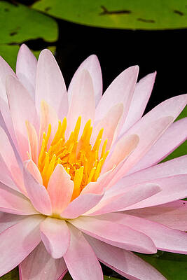 Wall Art featuring the photograph Open For The Sun by Jeff Sinon
