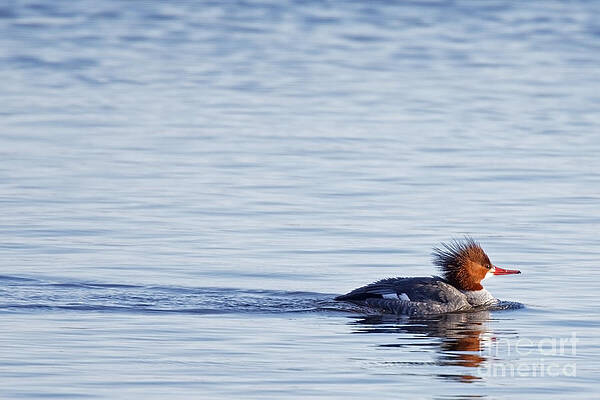Winter Photograph - Open Water by Natural Focal Point Photography