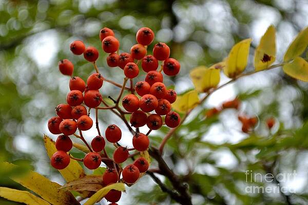 Photograph - Orange Autumn Berries by Scott Lyons