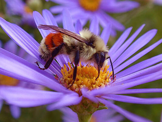 Beautiful Photograph - Orange-banded Bee by Rona Black