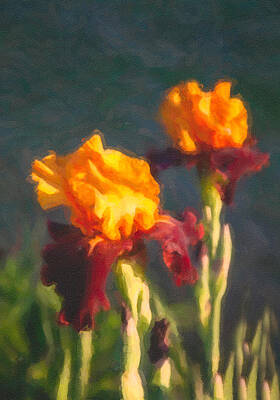 Summer Painting - Orange Bearded Irises by Omaste Witkowski