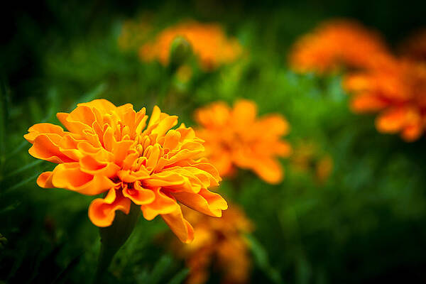 Photograph - Orange Blooms by Rob Narwid