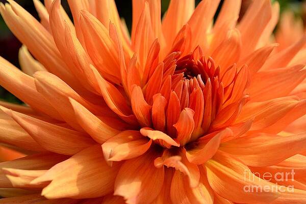 Photograph - Orange Dahlia by Scott Lyons