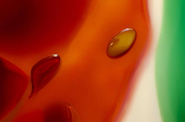 Nature Photograph - Orange Elegance by Omaste Witkowski
