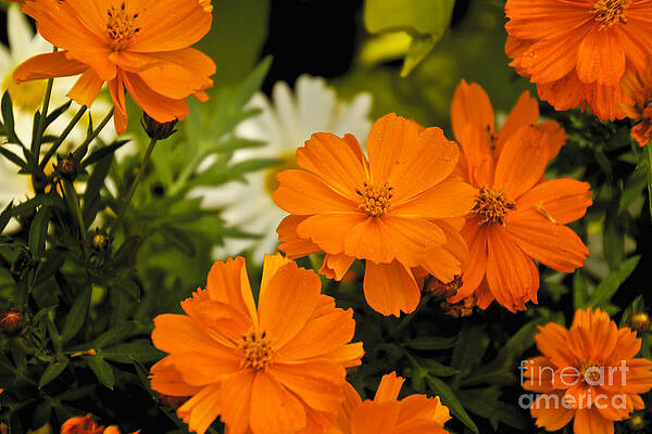 Summer Photograph - Orange Flowers by William Norton