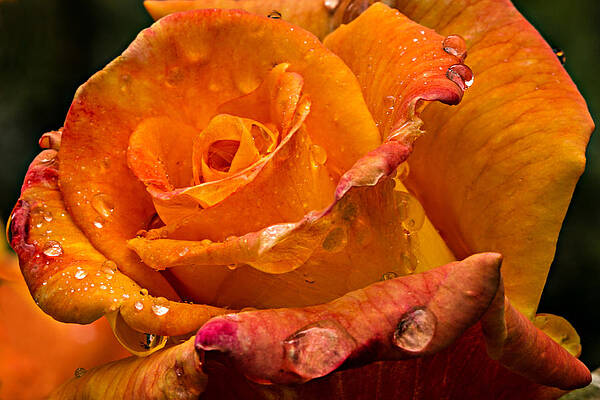 Raindrops on Orange Rose Wall Art
