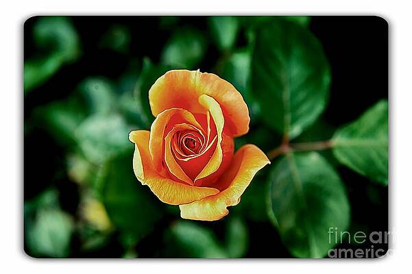 Vibrant Photograph - Orange Rose by Stefano Senise