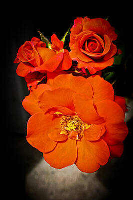 Wall Art featuring the photograph Orange Rose Trio by Joann Copeland-Paul
