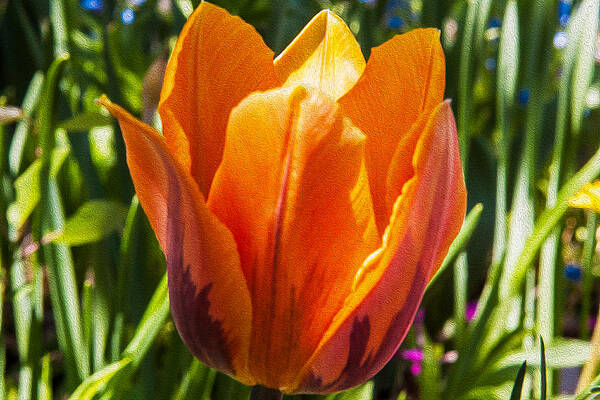 Spring Painting - Orange Tulip by Omaste Witkowski