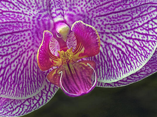 Flower Photograph - Orchid Closeup by Susan Candelario