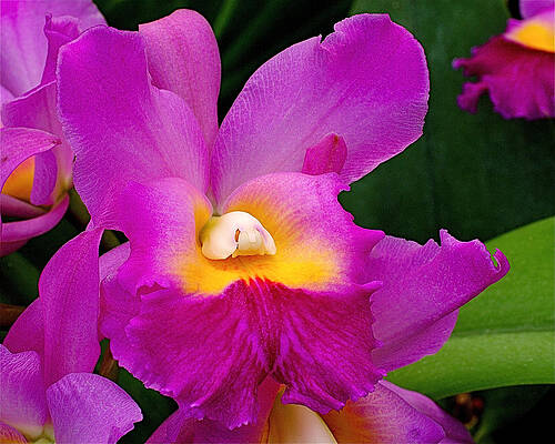 Beautiful Photograph - Orchid Variations 1 by Rona Black