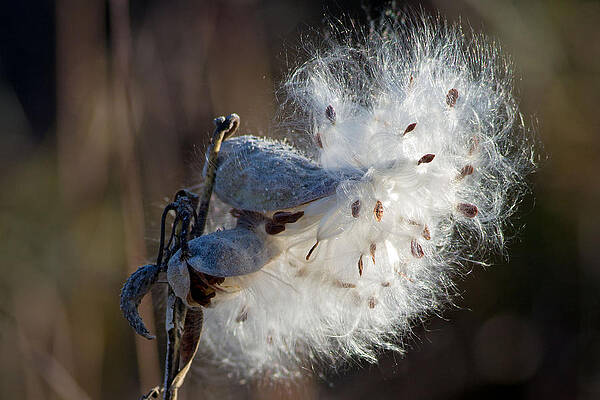 Wisconsin Photograph - Ordinary Beauty by Natural Focal Point Photography