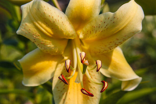 Wall Art featuring the photograph Oriental Lily by Omaste Witkowski