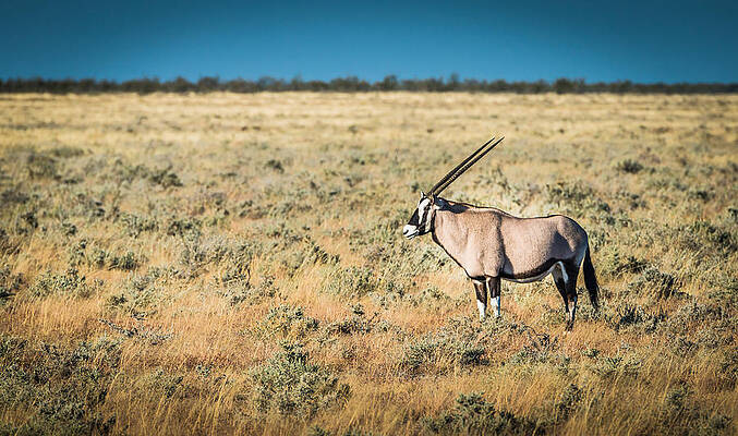Wildlife Wall Art featuring the photograph Oryx Profile - Color Oryx Photograph by Duane Miller