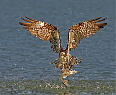 Osprey Catching a Fish in Midair Wall Art