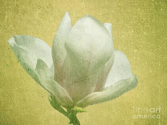 Photograph - Outer Magnolia by Jeffrey Kolker