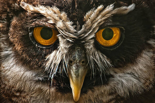 Photograph - Owl by Chris Boulton