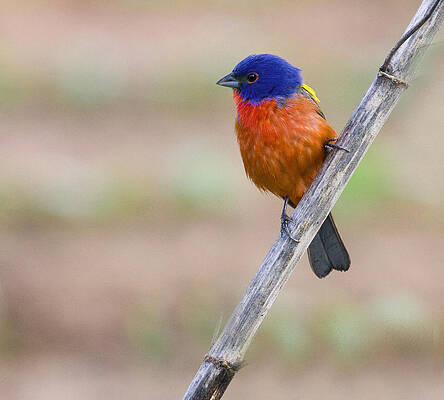 Photograph - Painted Bunting by Jim E Johnson