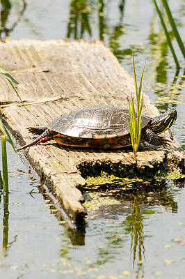 Marsh Photograph - Painted Turtle In Horicon Marsh by Natural Focal Point Photography