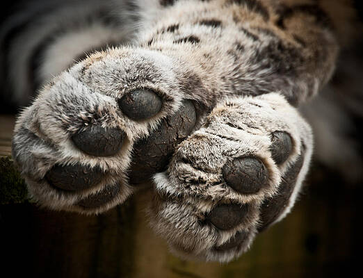 Mammal Wall Art featuring the photograph Pair Of Paws by Chris Boulton