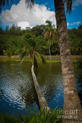 Wall Art featuring the photograph Palm Tree Over River by Blake Webster