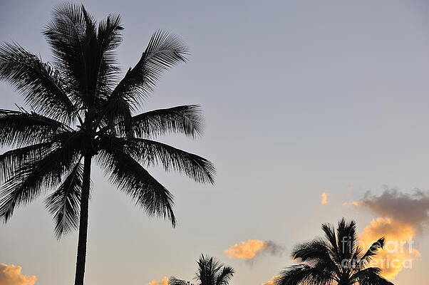 Cloud Photograph - Palm Trees At Sunrise by Sami Sarkis Photography