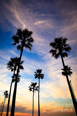 California Wall Art featuring the photograph Palm Trees At Sunset Photo by Paul Velgos