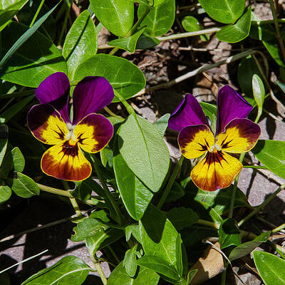 Spring Painting - Pansy Twins by Omaste Witkowski