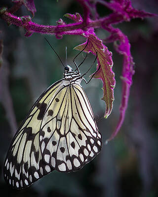Delicate Wall Art featuring the photograph Paper Kite by Shirley Mitchell