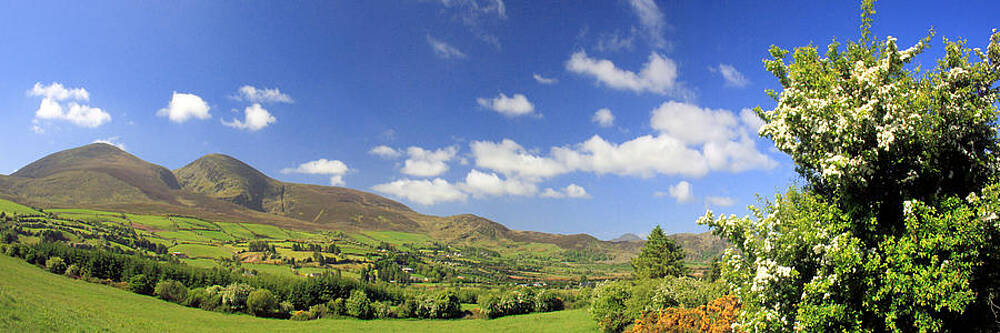 Cork Photograph - Paps Whitethorn by Mark Callanan