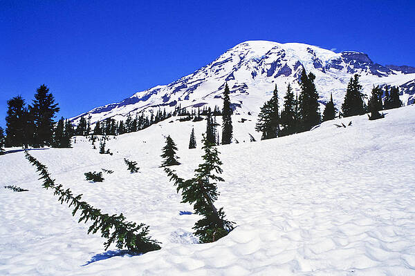 Winter Wall Art featuring the photograph Paradise Snow by Kelley King
