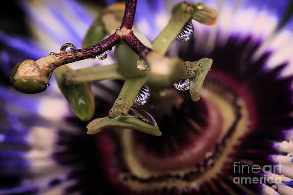 Wall Art featuring the photograph Passion Flower Droplets by Mary Lou Chmura