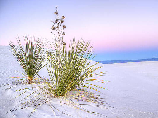 Dramatic Wall Art featuring the photograph Pastel White Sands by Jean Noren
