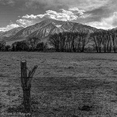 Tree Photograph - Pasture Fence by Carla E