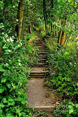 Photograph - Path Into The Forest by Scott Lyons