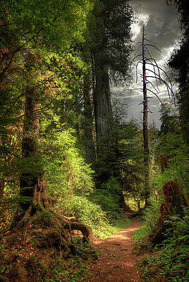 Serene Forest Pathway Wall Art