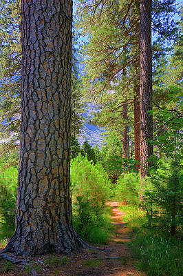 Peaceful Forest Pathway Wall Art