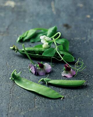 Pea Pods and Blossoms Photograph