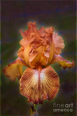 Photograph - Peachy Perfect Iris Garden Art By Omaste Witkowski by Omaste Witkowski