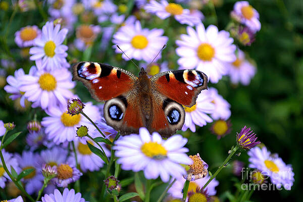 Photograph - Peacock Butterfly Perched On The Daisies by Scott Lyons