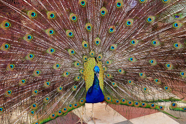 David Photograph - Peacock by David Hart