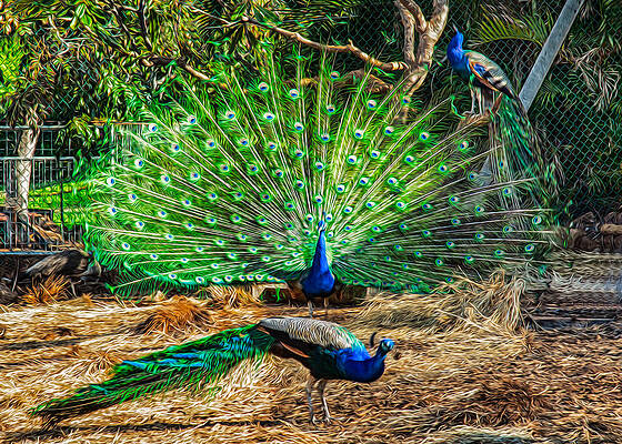 Wall Art featuring the painting Peacocking by Omaste Witkowski