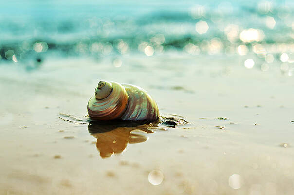 Serene Wall Art featuring the photograph Pearly Shell by Laura Fasulo